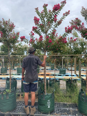 Crepe Myrtle - Tuscarora - 100L bag