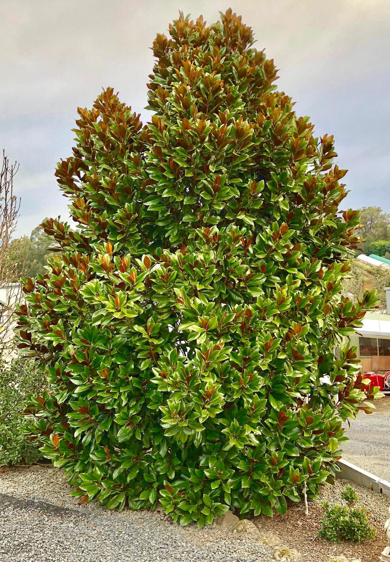 Coolwyn Gloss Magnolia Trees Perth – Screening Trees WA